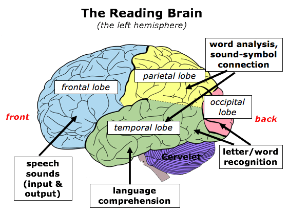 A drawing of the Reading Brain (the left hemisphere), depicting the various brain sections and their functions.